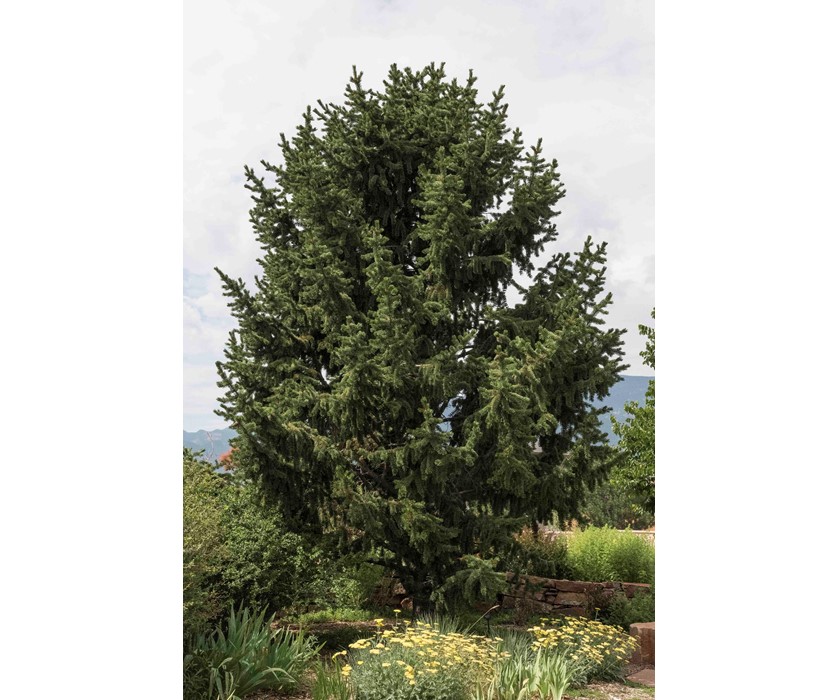 Bristlecone Pine